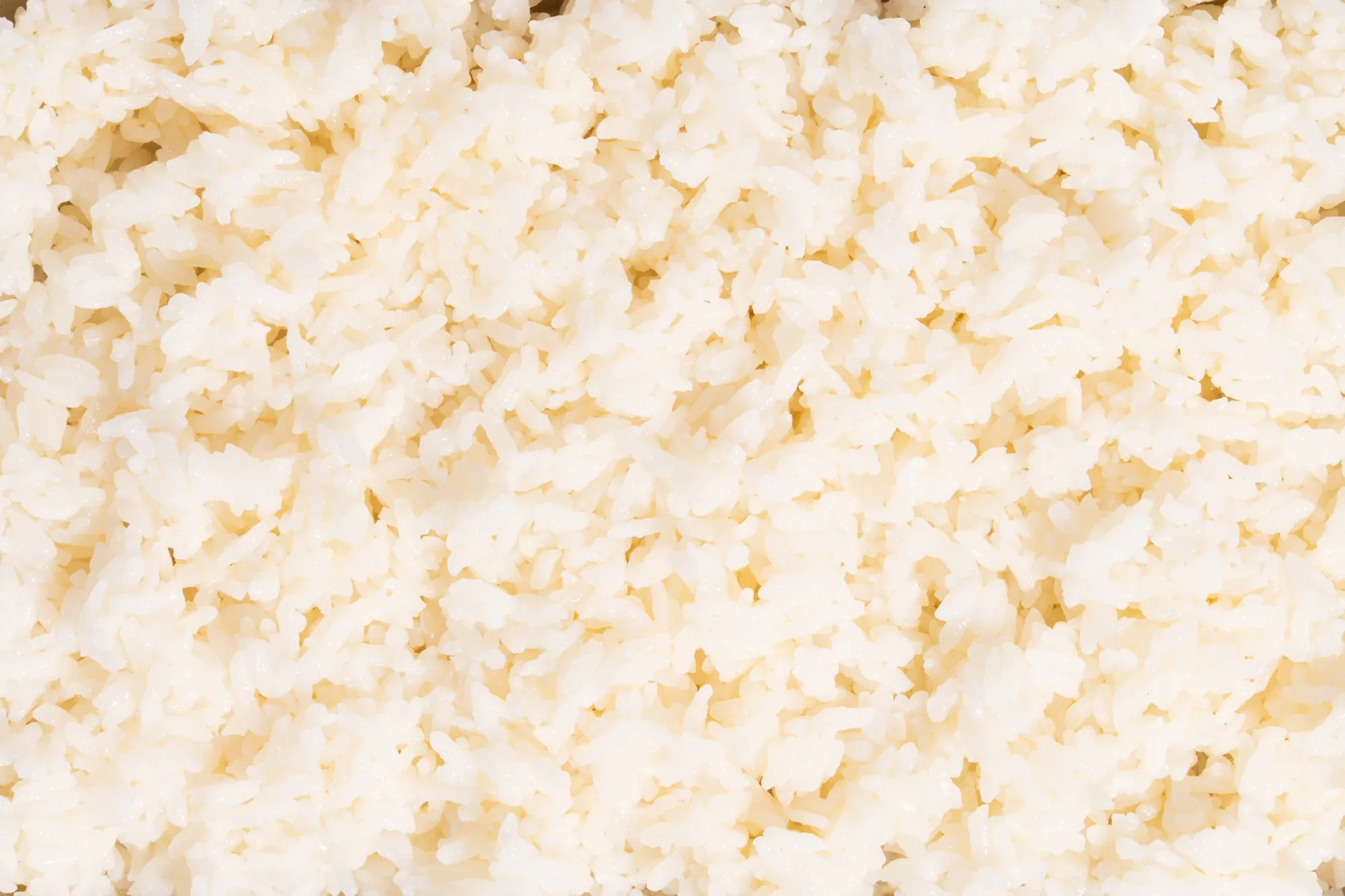 Close-up of freshly cooked Iwai Koshihikari short-grain sushi rice